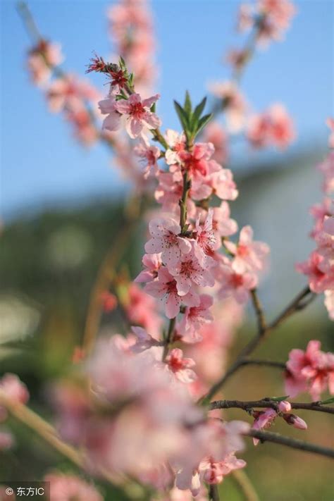 紅艷桃花查詢|什麼是桃花？什麼人需要命帶桃花？求姻緣為何和招桃花不同？牆。